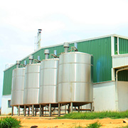 Milk Mantra Gop Plant